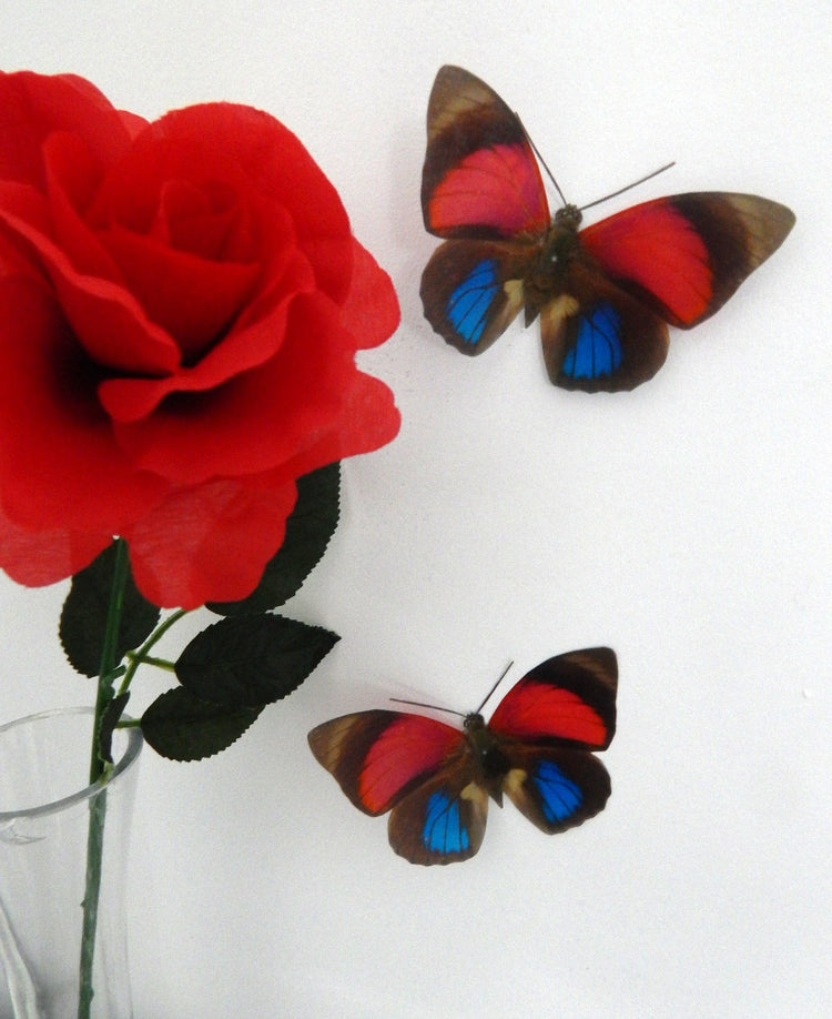 Red and Blue natural Butterfly 3d wall art in flight, reproduction butterflies