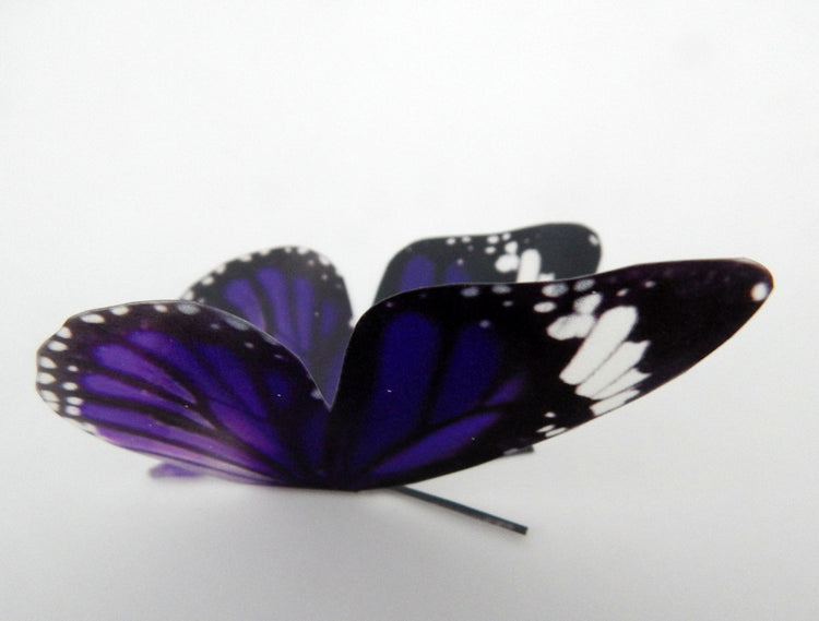 Natural purple butterfly collection