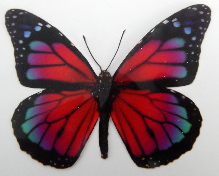 Hall Place butterflies