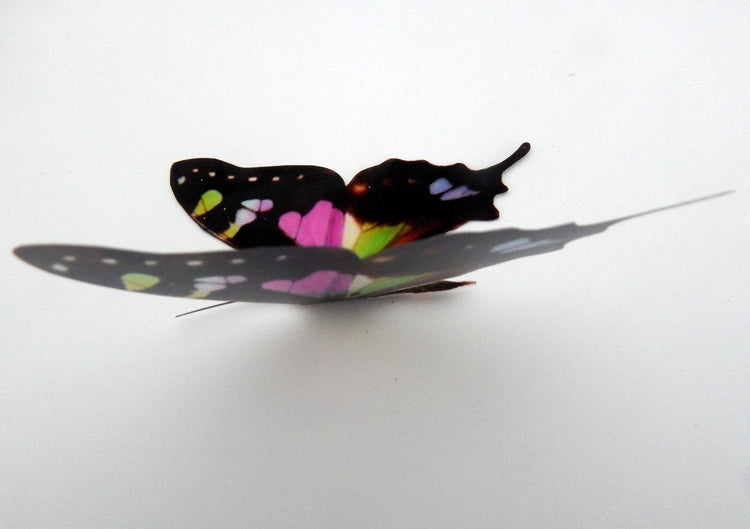 Spotted Swallow tail natural wall sticker