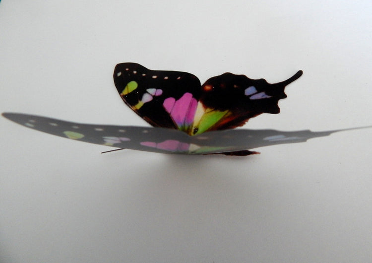 David Attenborough butterflies