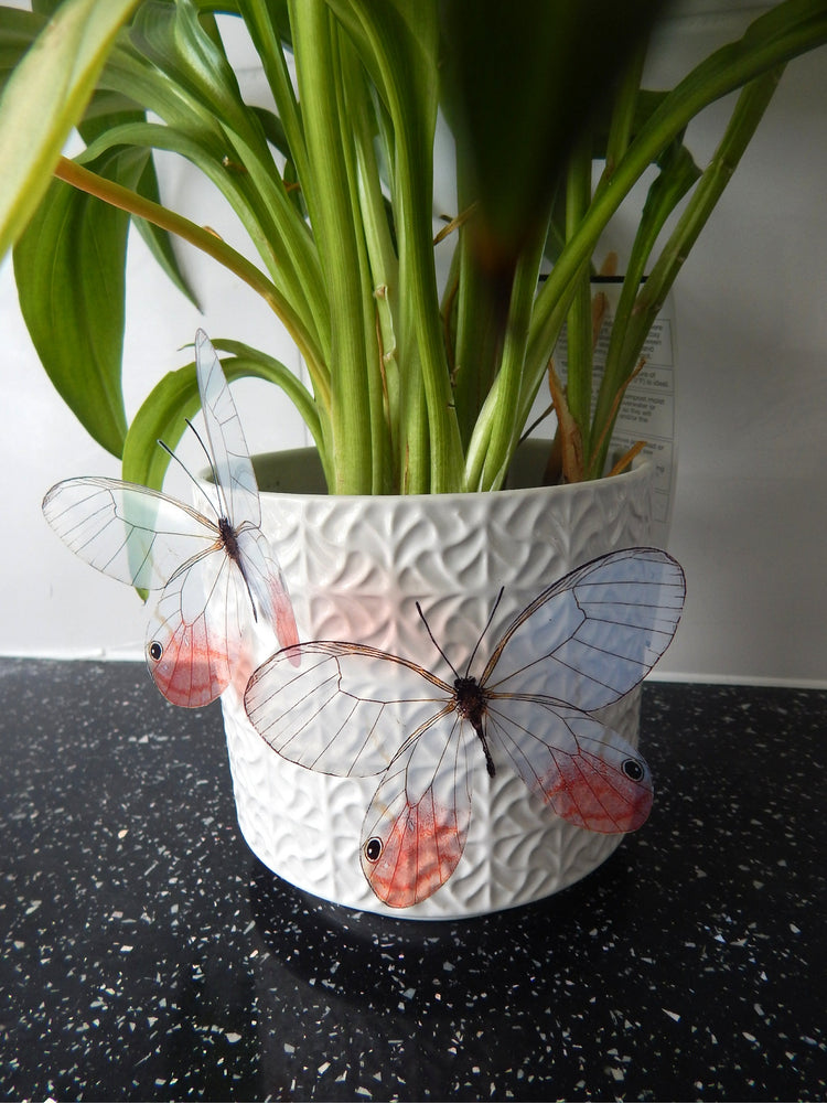 Glass-Winged realistic natural 3D Butterflies