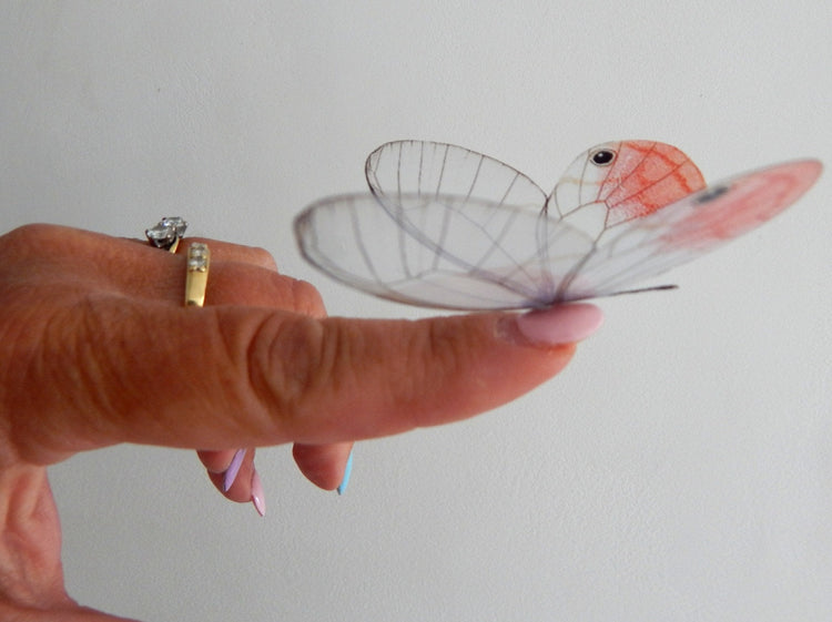 glass winged butterflies