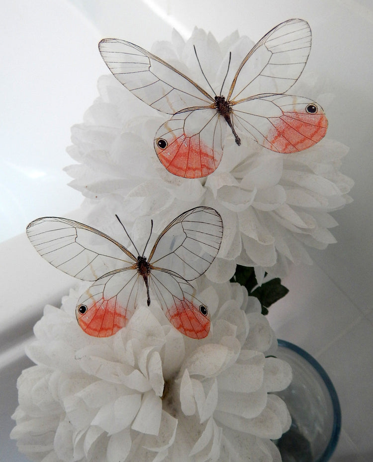 Glass-Winged realistic natural 3D Butterflies