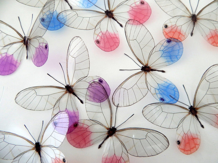 glass winged butterflies by flutterframes