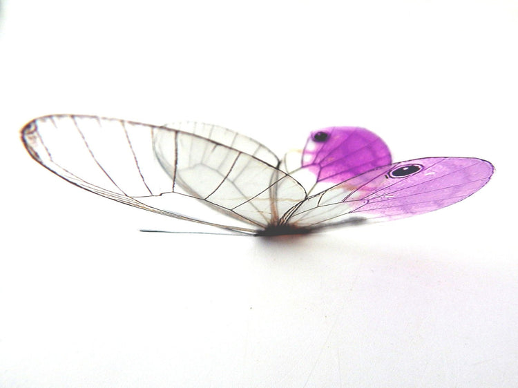 Glass-Winged realistic natural 3D Butterflies