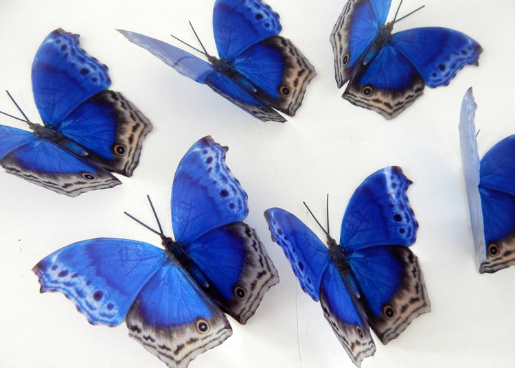 Royal_Blue_wall stickers