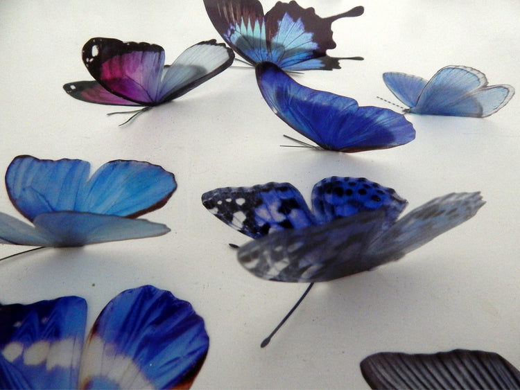 Blue Natural butterflies from our blue collection. 3d Butterfly stickers.