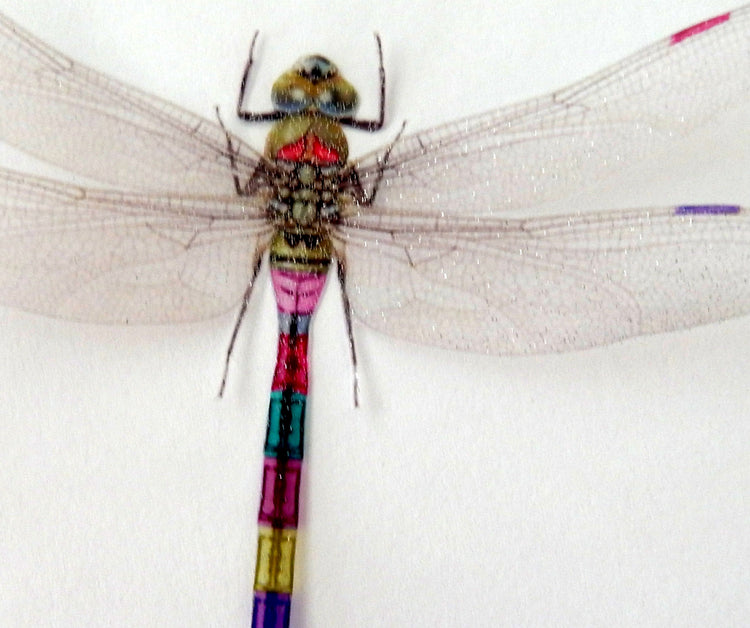 dragon fly