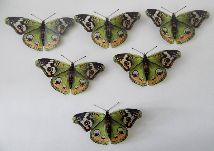 Green Buck eye butterfly