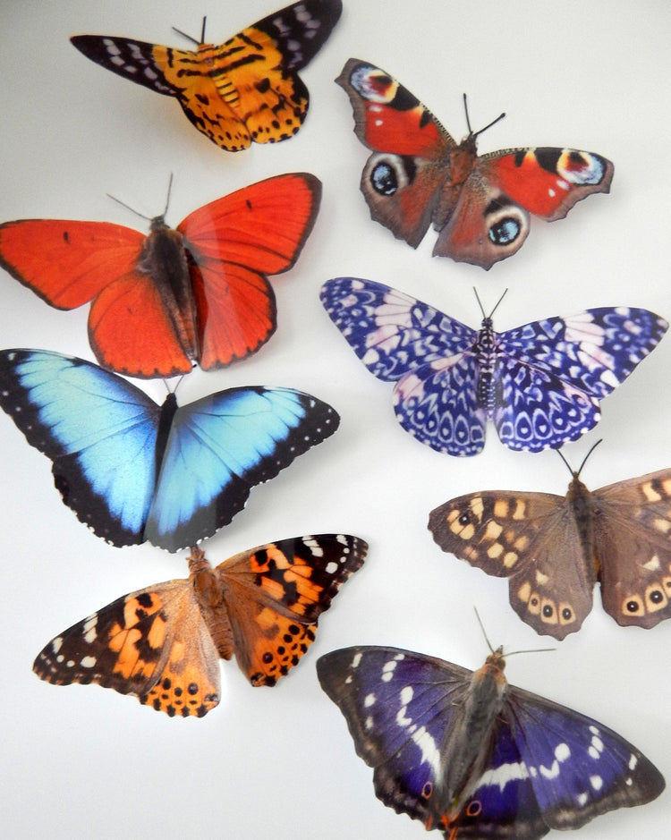 Butterfly museum