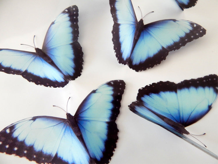 Natural blue 3d butterfly stickers (Mangal) great for around the house, unique decor for any room