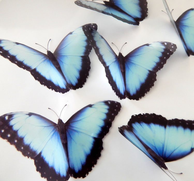 Natural blue 3d butterfly stickers (Mangal) great for around the house, unique decor for any room