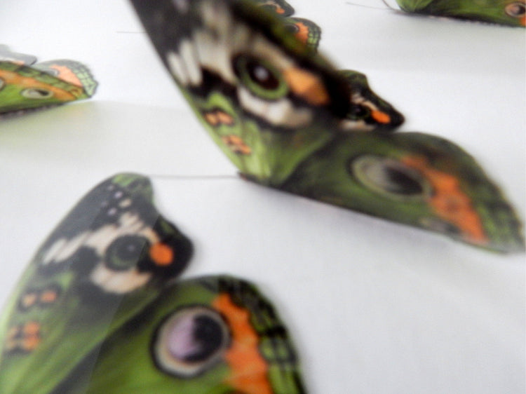 Natural Green butterflies at Hall Place