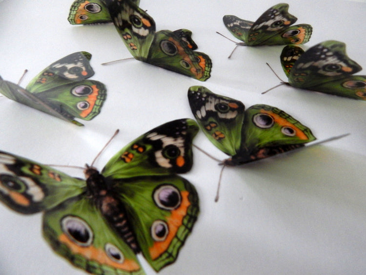 green buckeye butterfly by flutterframes