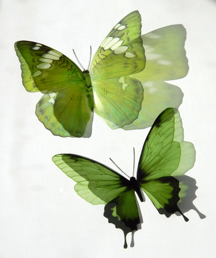 3d butterflies the Green collection, butterfly decor for the wall,conservatory, home,bedroom, lounge,window decorations, vase decor stickers