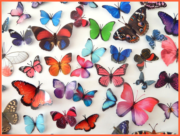 butterfly magnets