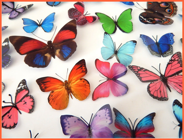 Butterfly Magnet Sets, Butterfly Magnets, Fridge Magnets,Office Magnets,natural butterflies, woodland, butterfly fridge magnets,unusual