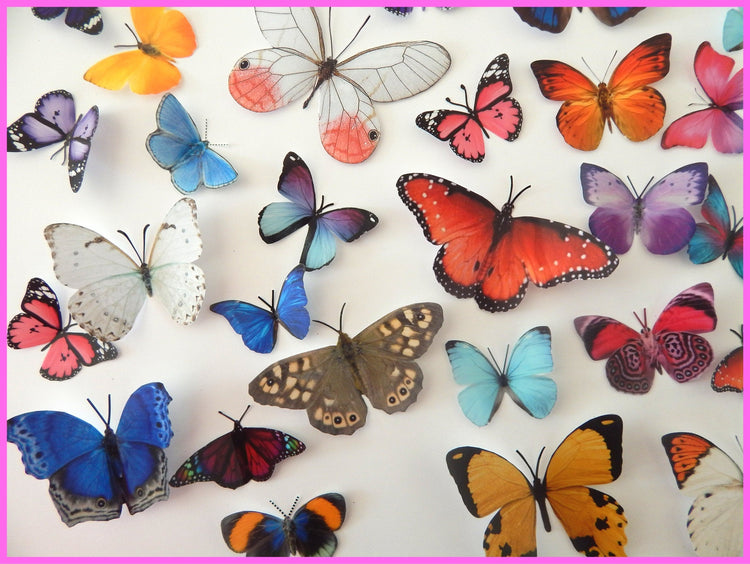 Butterfly Magnet Sets, Butterfly Magnets, Fridge Magnets,Office Magnets,natural butterflies, woodland, butterfly fridge magnets,unusual
