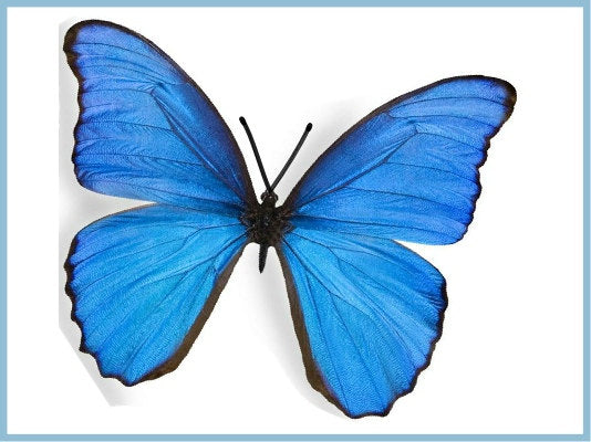 Natural Blue Butterfly. 3d Butterfly sticker True blue wall art, bathroom,kitchens,conservatories, window decor