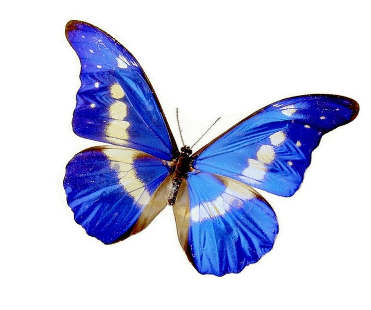 Blue butterfly for the wall 3d Natural Butterfly wall sticker