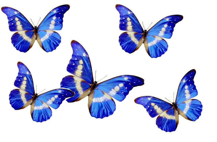 Blue butterfly for the wall 3d Natural Butterfly wall sticker