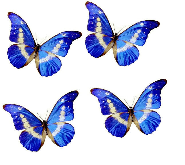 Blue butterfly for the wall 3d Natural Butterfly wall sticker