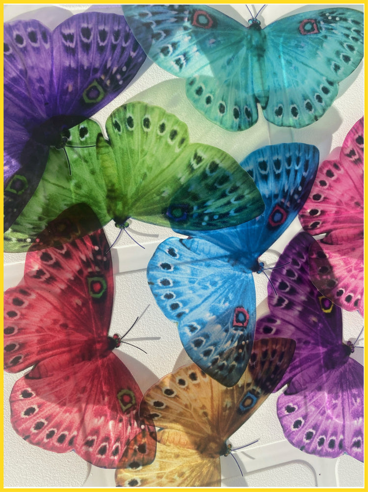multi-coloured butterflies