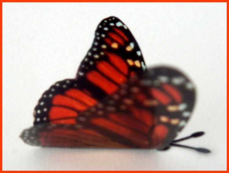 reproduction butterfly stickers wall decor by flutterframes