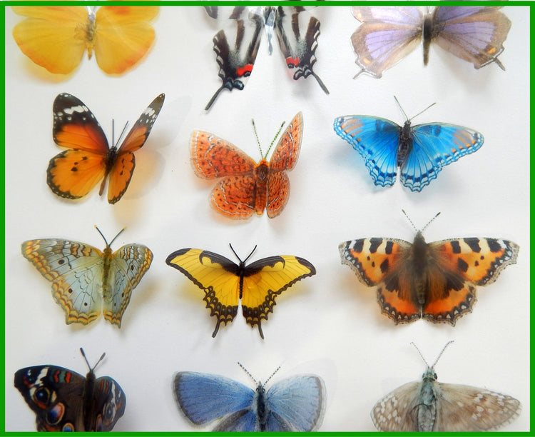 North American butterflies, set of 12 USA butterflies.US collection. Faux natural butterflies. Natural butterfly decor. Handmade. Rustic