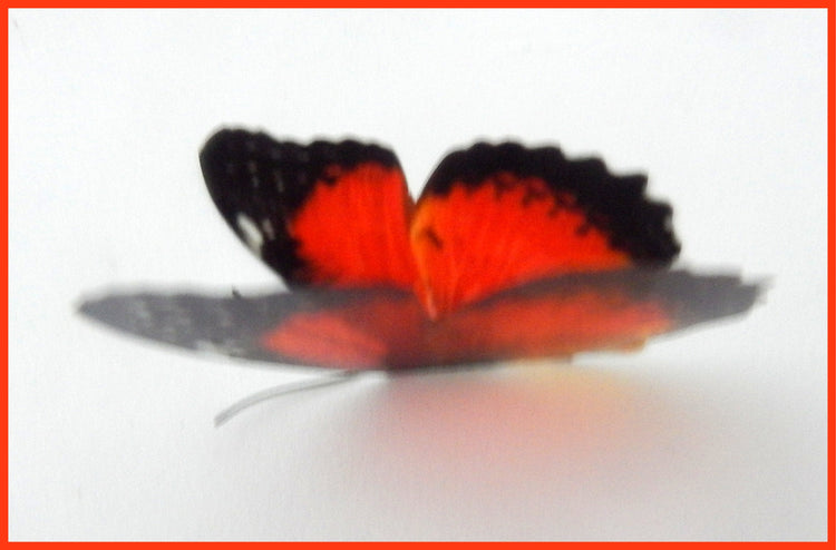 orange wall stickers butterflies natural
