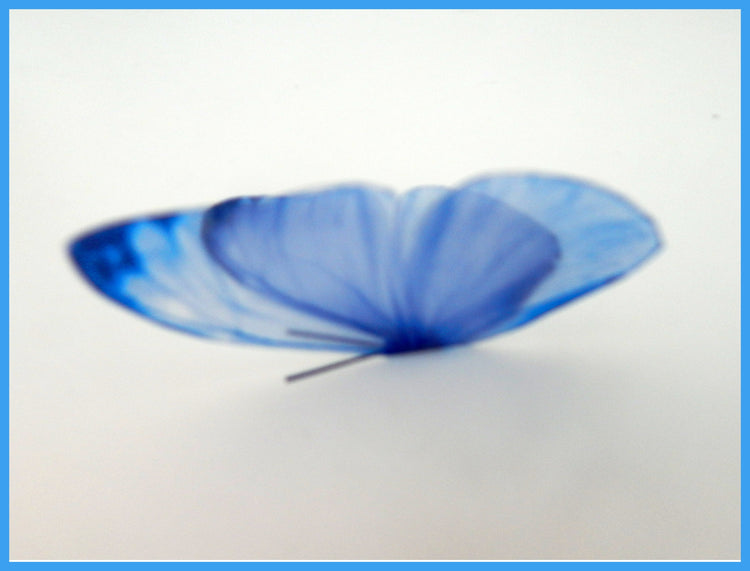 blue butterfly by flutterframes