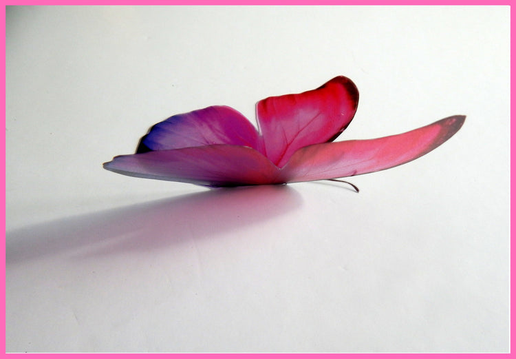 Pink collection of natural butterflies, 3d butterflies wall decor