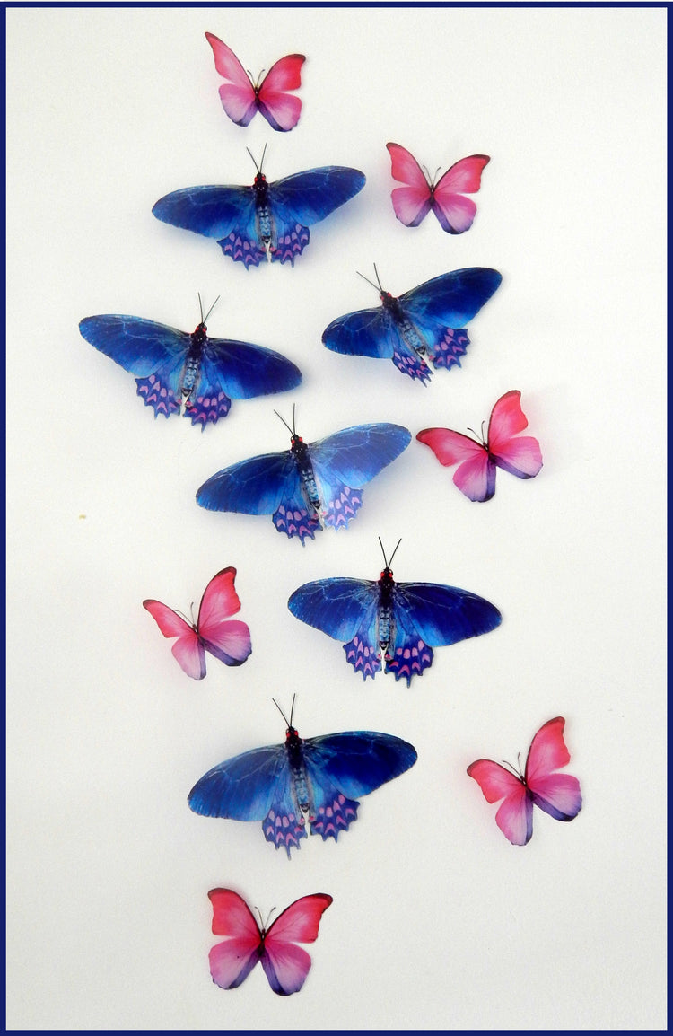 pretty pink and blue butterfly stickers