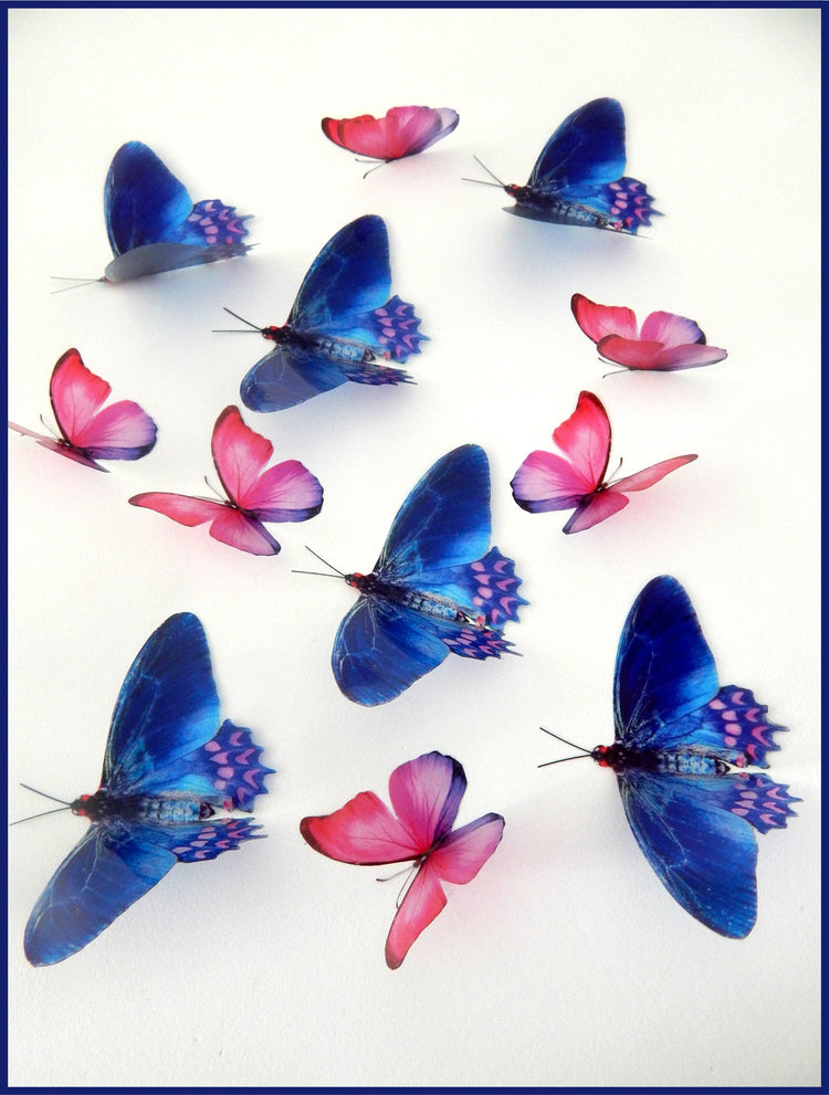 pretty pink and blue butterfly