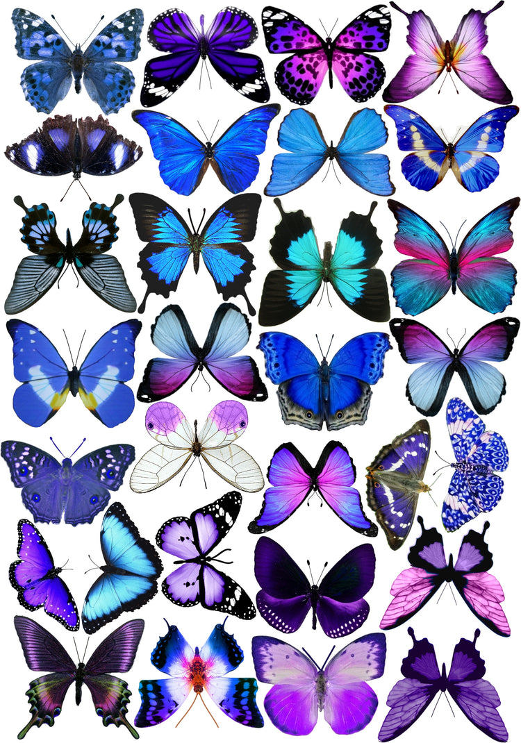 Decorative Butterflies, blue and purple scrapbooking, card making 3d wall stickers. Cut your own or have them cut for you. Craft Supplies