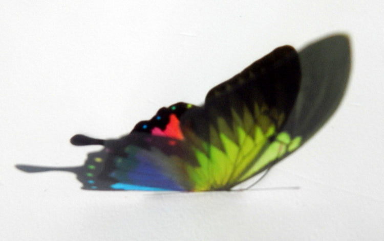 Gay lesbian home decor butterfly wall stickers