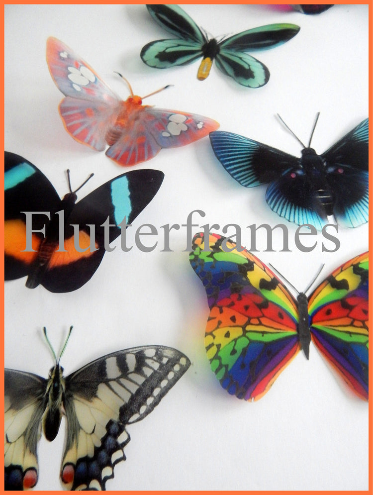 Rare collection of butterflies, 8 natural looking butterfly stickers