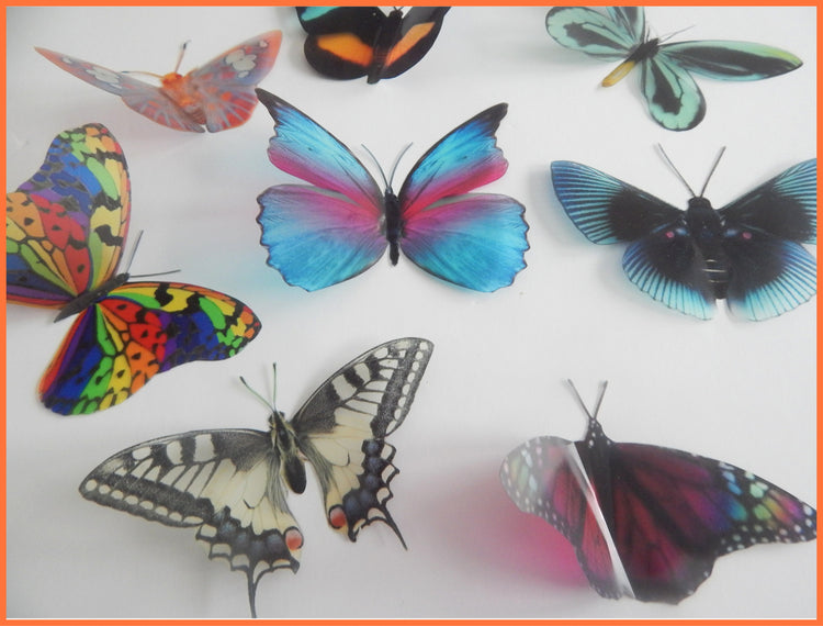 Rare natural butterflies