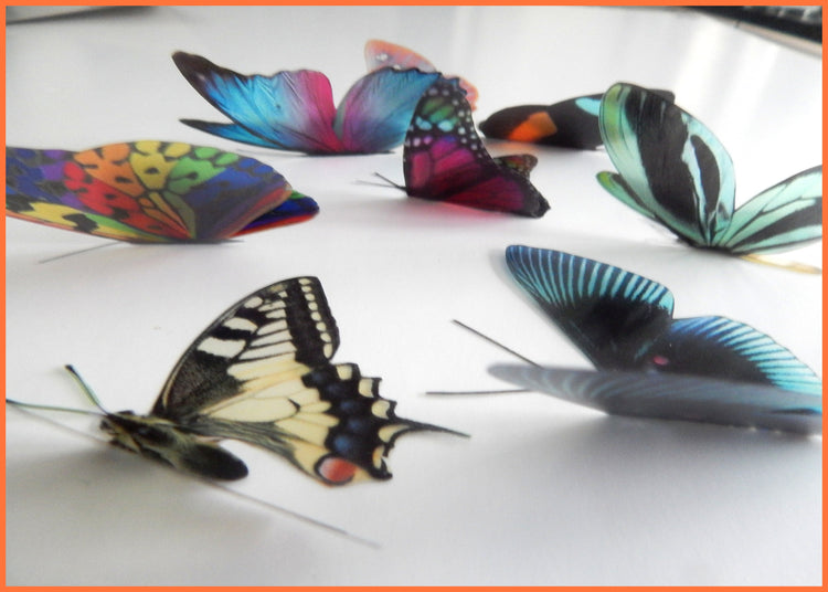 Rare natural butterflies stickers by Flutterframes for you