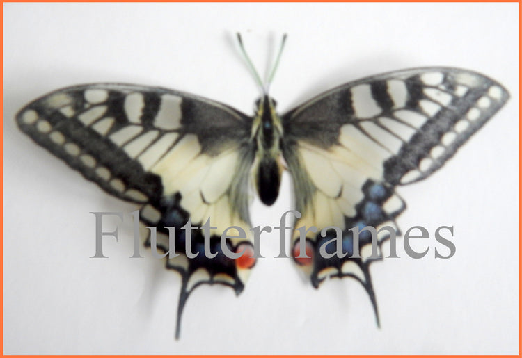 Butterfly collectors