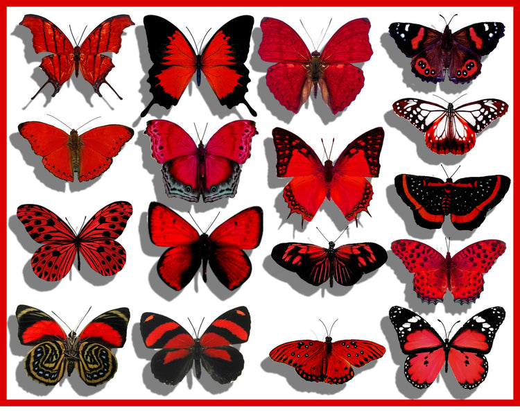 Identify species natural red butterfly collection