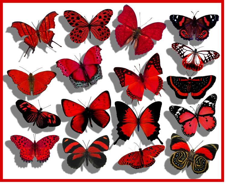 natural red butterfly collection