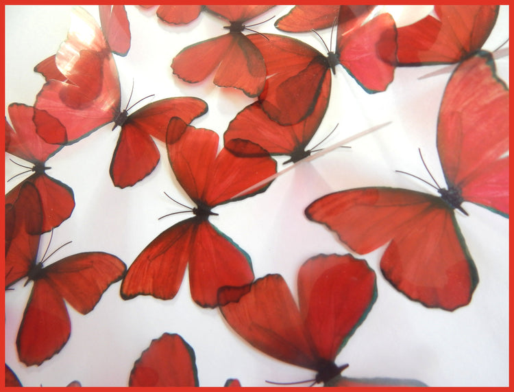 Beautiful 3D Red Butterflies, set of 18, 7cm wide. Embellishments, card making,wall decor,decorative butterflies,wedding decor,conservatory