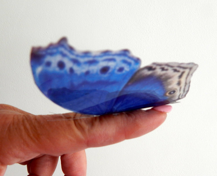 blue natural butterfly wall sticker