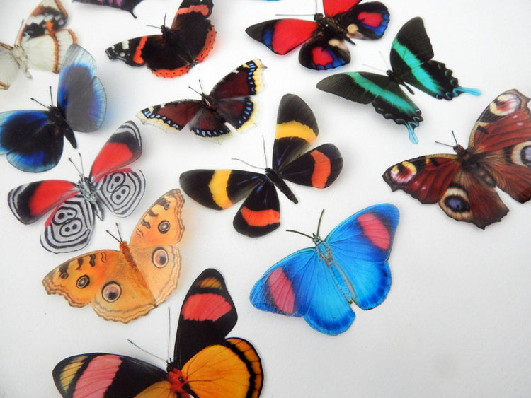 butterflies for crafting