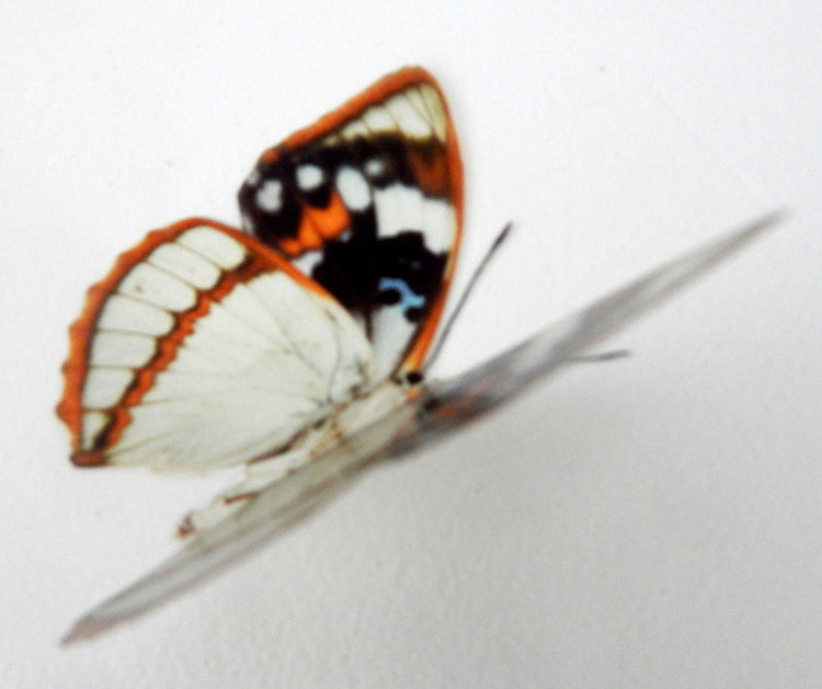 Decorative Butterflies, Set of Rustic natural mix of butterflies for scrapbooking, card making, 3d wall stickers. Craft Supplies