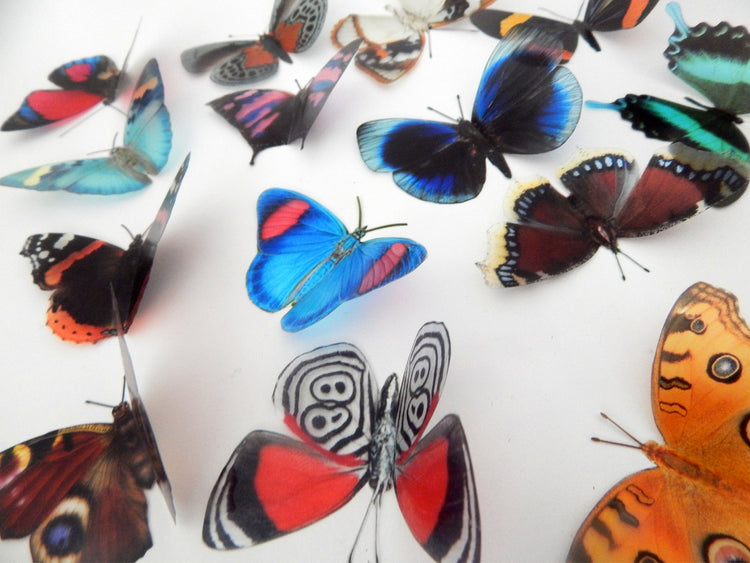 Decorative Butterflies, Set of Rustic natural mix of butterflies for scrapbooking, card making, 3d wall stickers. Craft Supplies