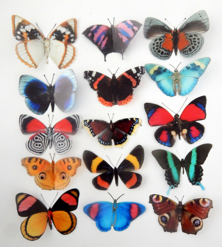 Decorative Butterflies, Set of Rustic natural mix of butterflies for scrapbooking, card making, 3d wall stickers. Craft Supplies