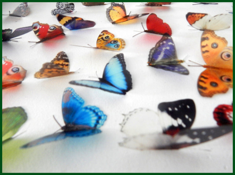 natural looking butterfly wall stickers
